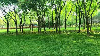 唯美简约实拍公园人群游玩野炊放风筝4k视频的预览图